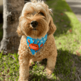 Reversible dog bandana, fashion accessory, blue ocean Max and Molly, Let's Pawty